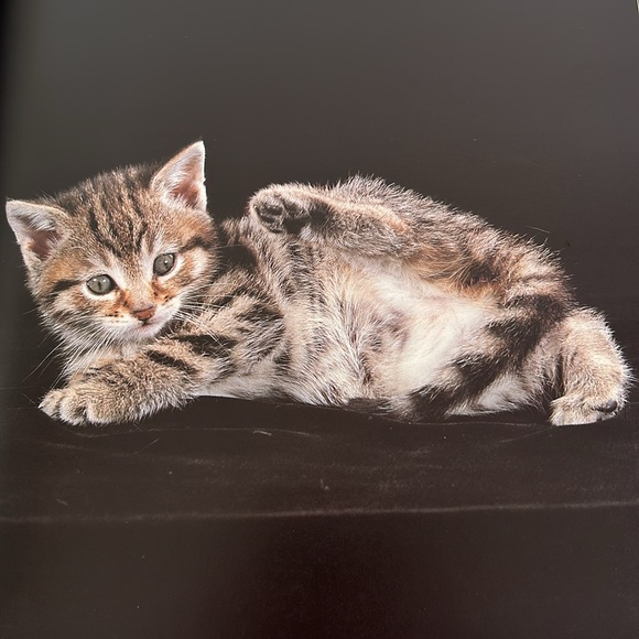 Desmond Morris “Illustrated Catwatching” Vintage New Old Stock Hardcover Book - Picture 15 of 16